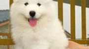 萨摩犬,微笑天使的起源、性格与养护指南