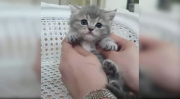 猫咪视频,萌宠日常，欢乐无限