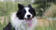 边境牧羊犬好吗,优点与挑战并存的理想伴侣犬